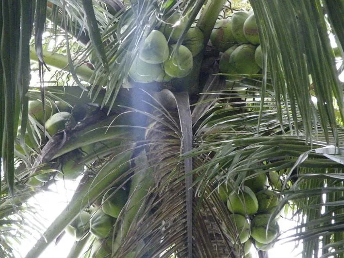 Supply coconut extract beauty emollient coconut extract cosmetic raw material additive