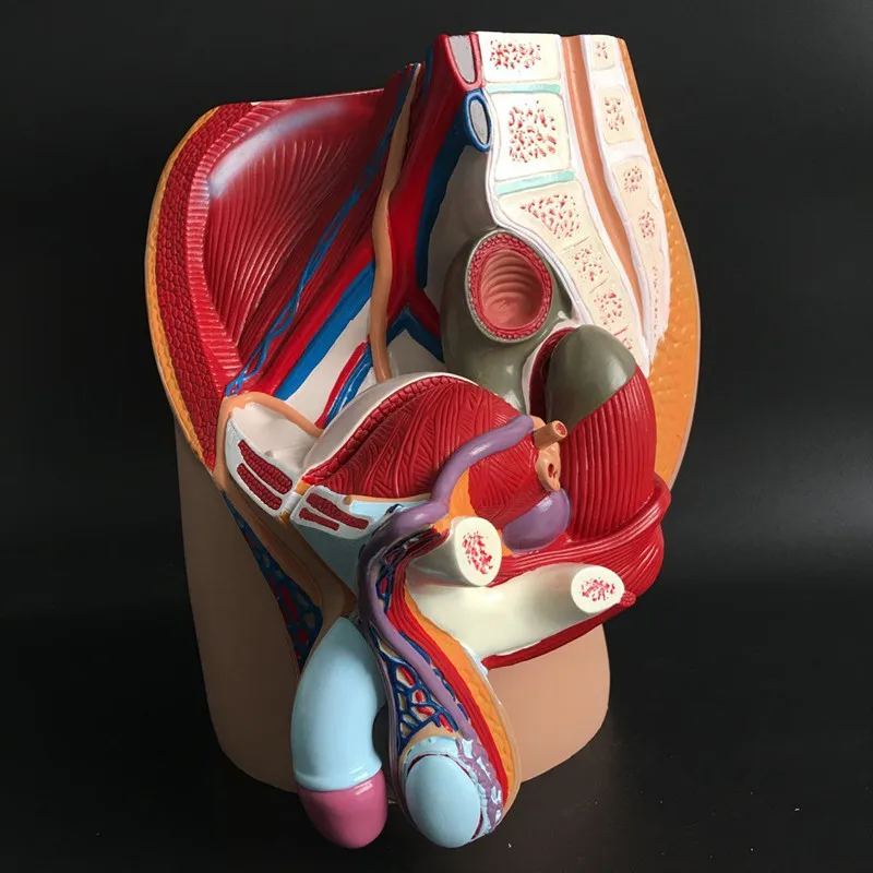 

male genital system Male genital anatomy model male pelvic sagittal section male genitourinary system model
