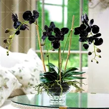 50 шт. бонсай цветок черная Орхидея бонсай Красивая фаленопсис Орхидея комнатное цветение дома садовые растения горшок Цветочные растения