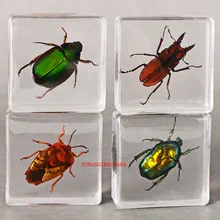 

Taxidermy Collection Home Decor Biological Education Bat Scorpion Butterfly Resin Insect Specimen Home Decoration Accessories