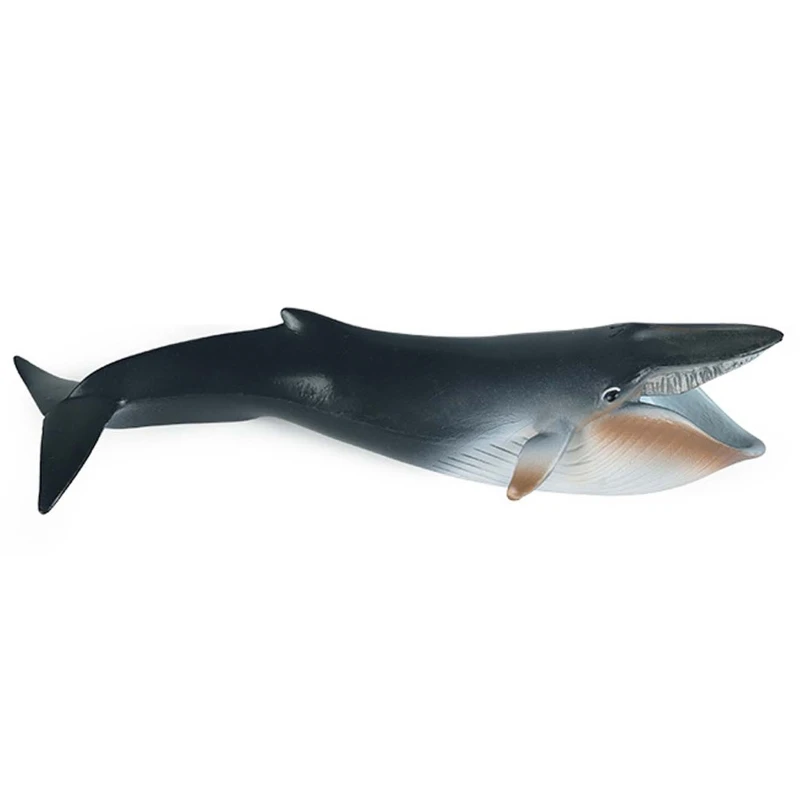 

Kids Educational Gifts Simulation Sea Life Whale Model Collection Toys Realistic Ocean Animal Action Figure