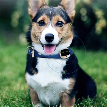 

Hot 4G Mini GPS Pet Positioner IP67 Waterproof Step Counting Dog GPS Lacator Pet Anti-lost Device D6
