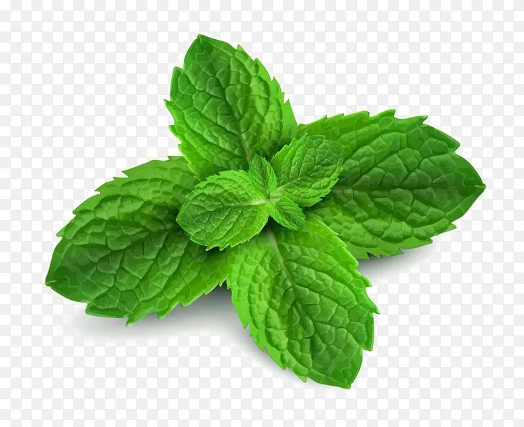 薄荷皇家水薄荷png图片素材免费下载 图片编号 Png素材网 薄荷皇家水薄荷png图片素材免费下载 图片编号 Png素材网