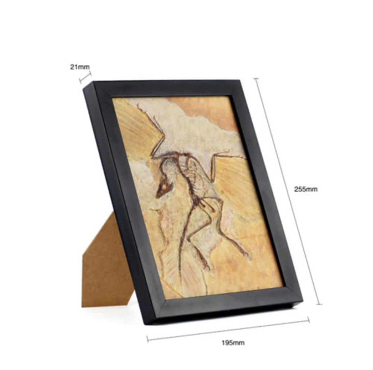 Zhenyuanlong Suni Microraptor Gui archioptery Sinosauropteryx Fossil модель динозавра коллектор домашний декор фоторамка - Цвет: Archaeoptery