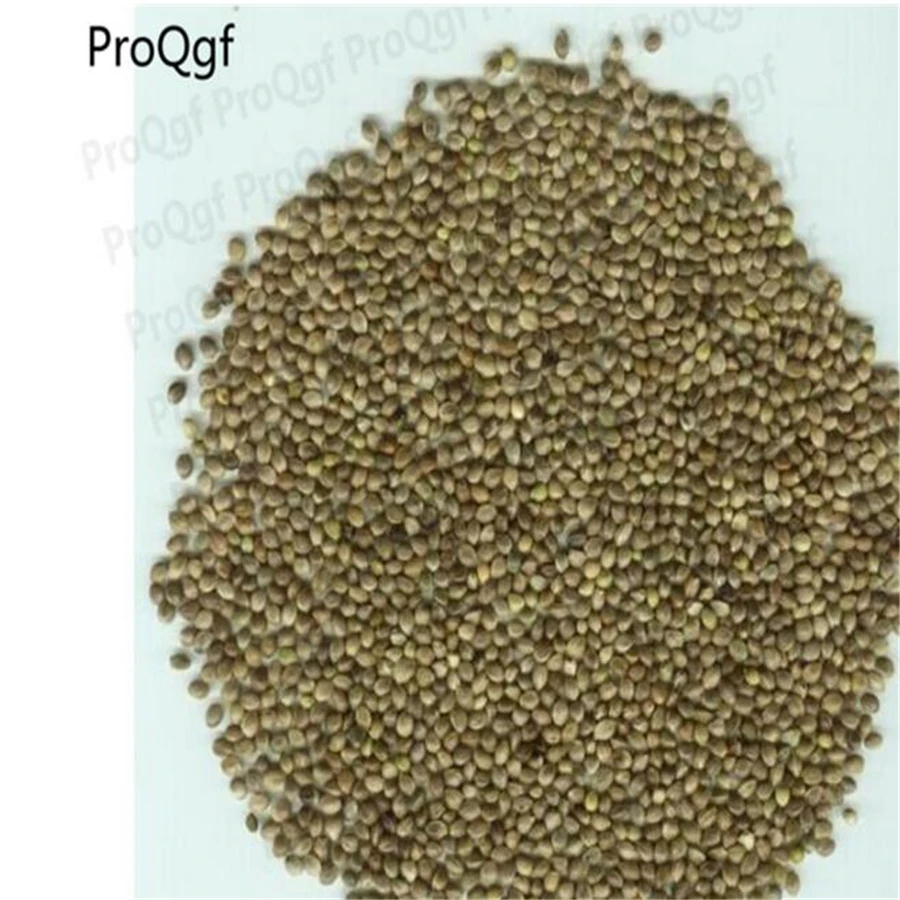 

Prodgf 500Pcs A Set