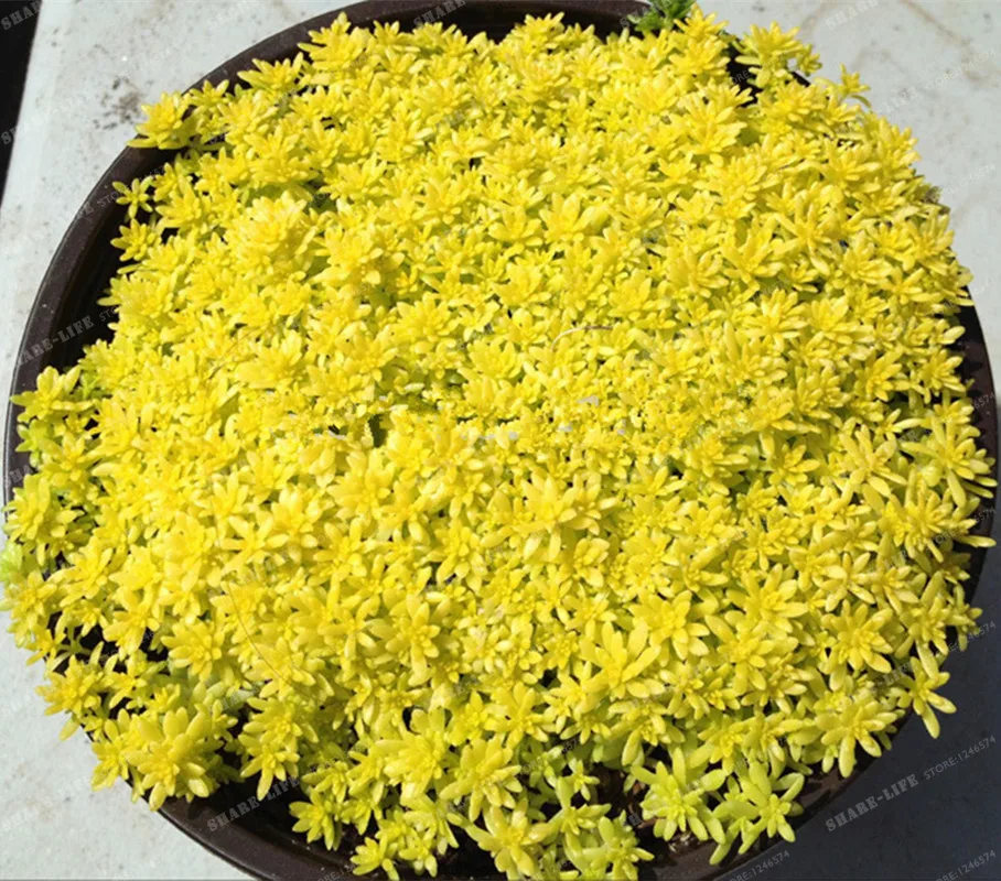 Diy домашнее садовое растение 200+ Золотой Мох Sedum Золотой ACRE SEDUM STONECROP Золотой Мох почва цветок бонсай