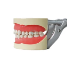 32 шт. зубная обучающая модель для обучения, для взрослых, стандартная демонстрационная модель зубов