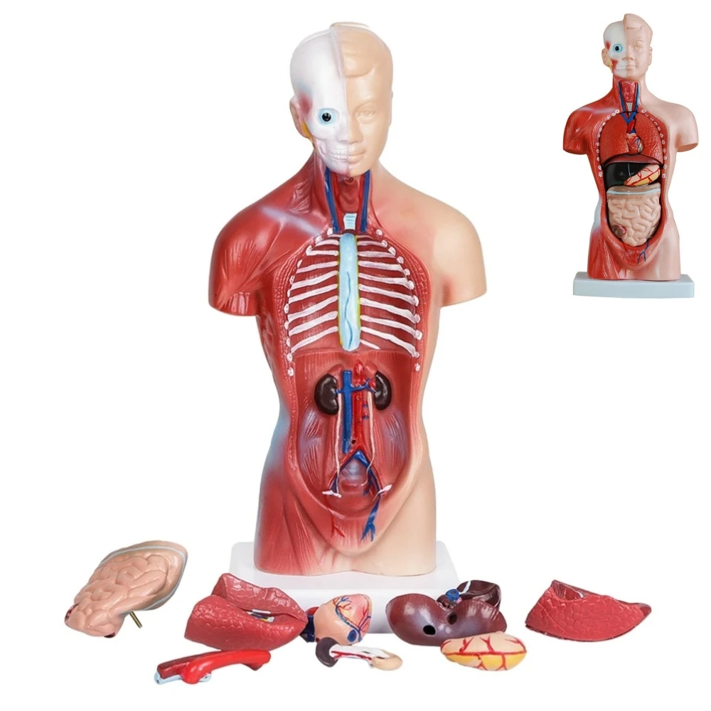 

28CM Human Torso Body Model Anatomy Anatomical Heart Brain Skeleton Medical Internal Organs Teaching Learning Supplies