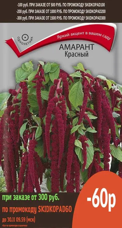 Амарант жминда. Компании амарант. Компании амарант. Амарант метельчатый бордовый. Амарант фасады.