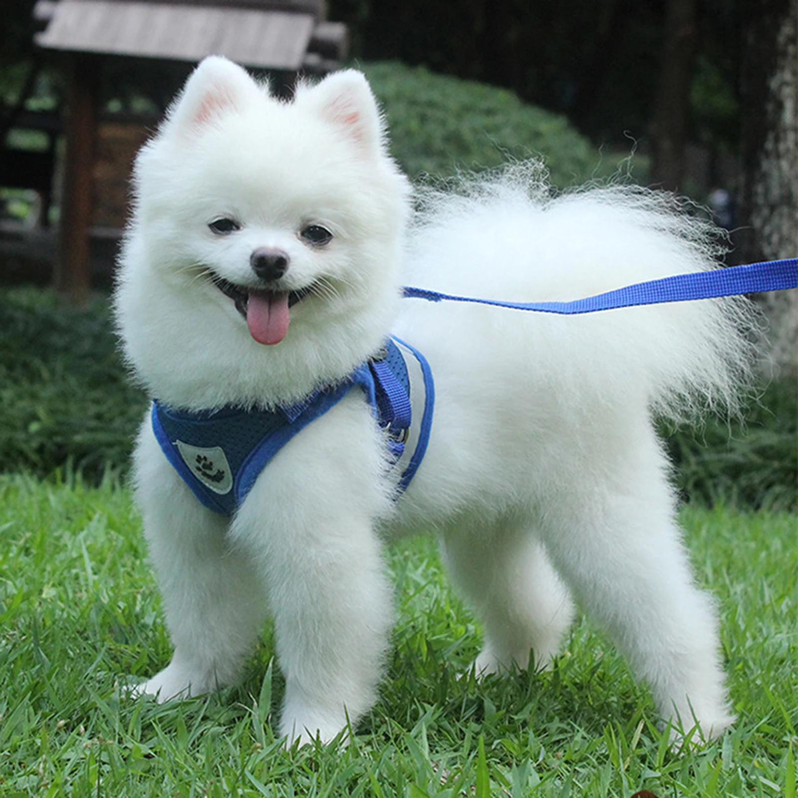 

Reflective Safety Pet Dog Harness and Leash Set for Small Medium Dogs Cat Harnesses Vest Puppy Chest Strap Pug Chihuahua Bulldog