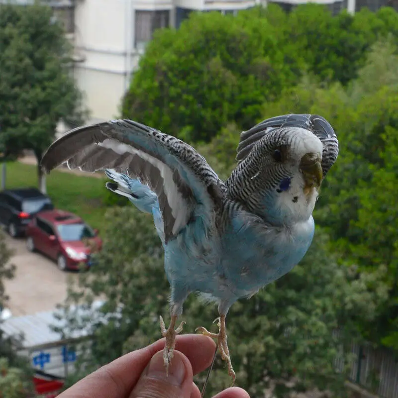Taxidermy stuffing Eurasian Blue colour Melopsittacus undulatus / Budgerigar Budgie Parrot specimen Teaching / Decoration Taxidermy stuffing Eurasian Blue colour Melopsittacus undulatus / Budgerigar Budgie Parrot specimen Teaching / Decoration