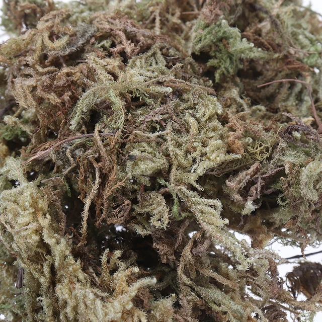 Természetes, Száraz Szerves Anyag Terrárium Sphagnum Moha Orchideák Cserepes Növények Dekorációja Diy Talajmentes Kertészkedés - Image 5