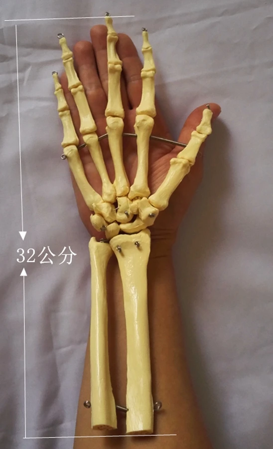 Человеческий скелет Ulnar Humerus ручная работа медицинская модель скелета обучающая
