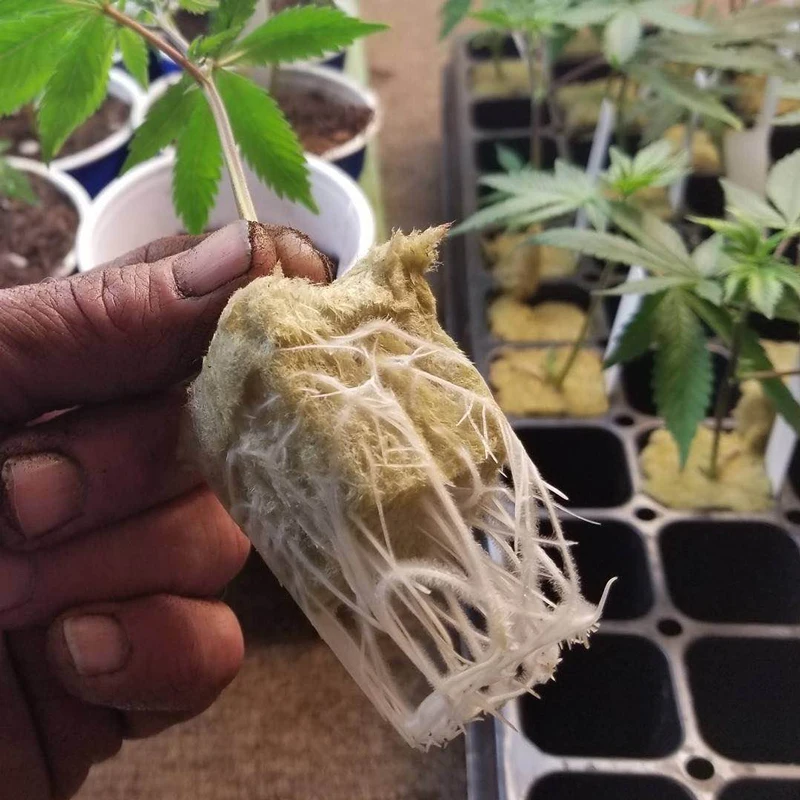 50//100 Rock-wool Block Hydroponic Rockwool Cube Propagation Cloning Seed Raising