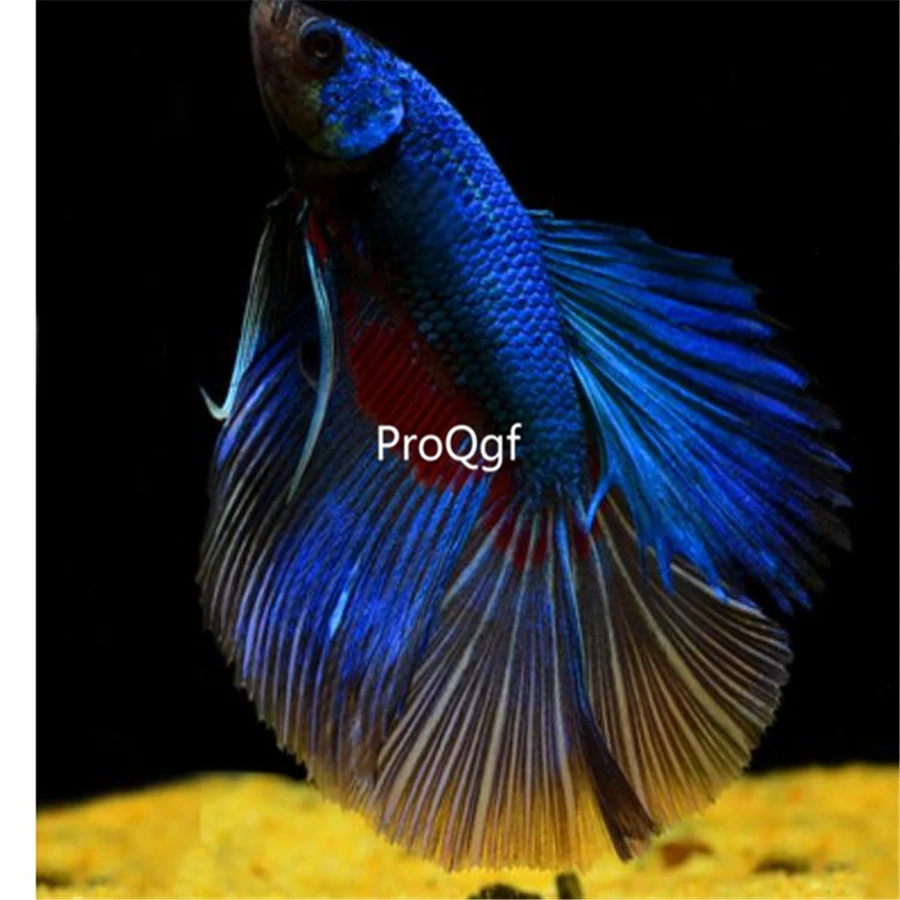Ngryise 1 шт. набор Таиланд fighting fishh - Цвет: 9