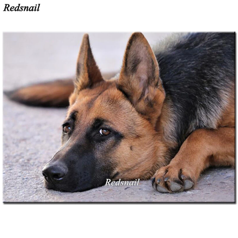 exo terra bearded dragon starter kit