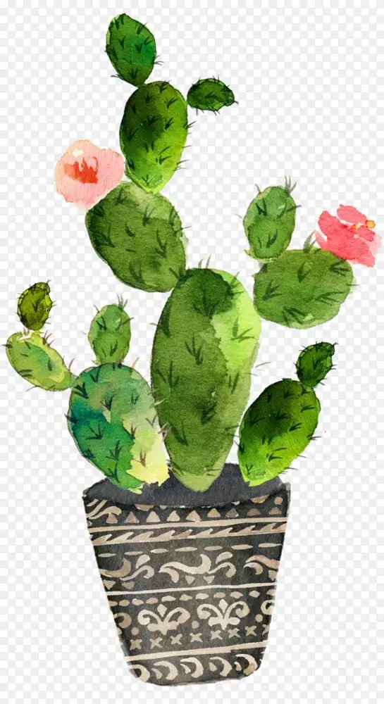 仙人掌科水彩画肉质植物仙人掌