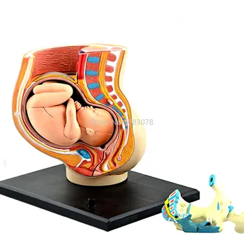 

4D Human pregnancy model Teaching Aid Puzzle Assembling Toy School Laboratory Medical teaching Education Equipment