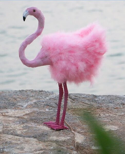 Real Pink Flamingo