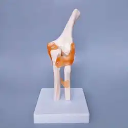 Modelo de codo, molde de codo, estructura de ligamento radial humano, modelo de esqueleto, enseñanza de medicina ESTÉREO
