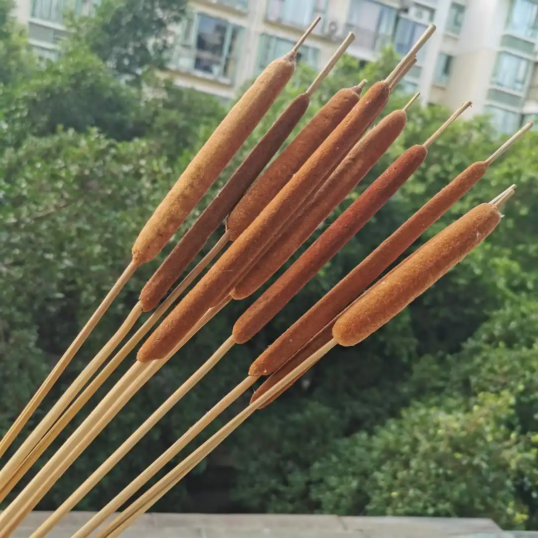 10pcs/40cm,Natural Dried Typha angustifoliall,Eternell display flower DIY Home Wedding flower arrangement Decoration Photo Props