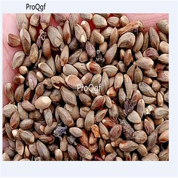 

Ngryise 3000Pcs A Set Thuja sutchuenensis