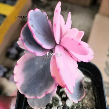 

Ngryise 2pcs a Set Kalanchoe fedtschenkoi