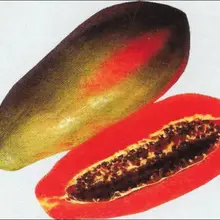 Мир NO1 папайя "Красный Победитель"-50 лучших п-семиллы