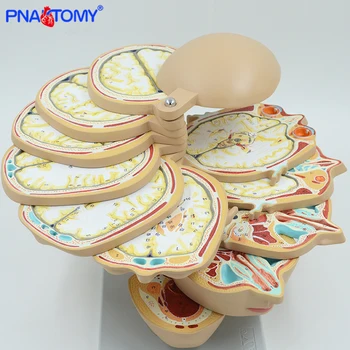 

PNATOMY human disc head model 12 pieces brain nerves muscles life size professional teaching tool human anatomical models