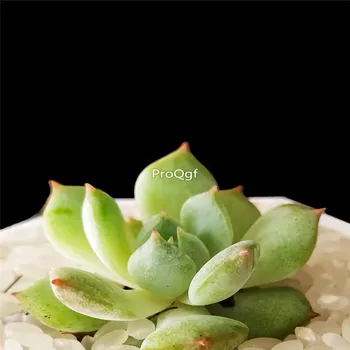 

Ngryise 8Pcs A Set Echeveria blue minima taomeng