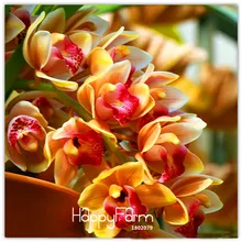 Лучшее предложение! Редкие орхидеи Цимбидиум Бонсай желтый Цимбидиум Faberi горшечные растения Цветочный Сад Орхидея-100 шт./упак.,# 24GK4Z