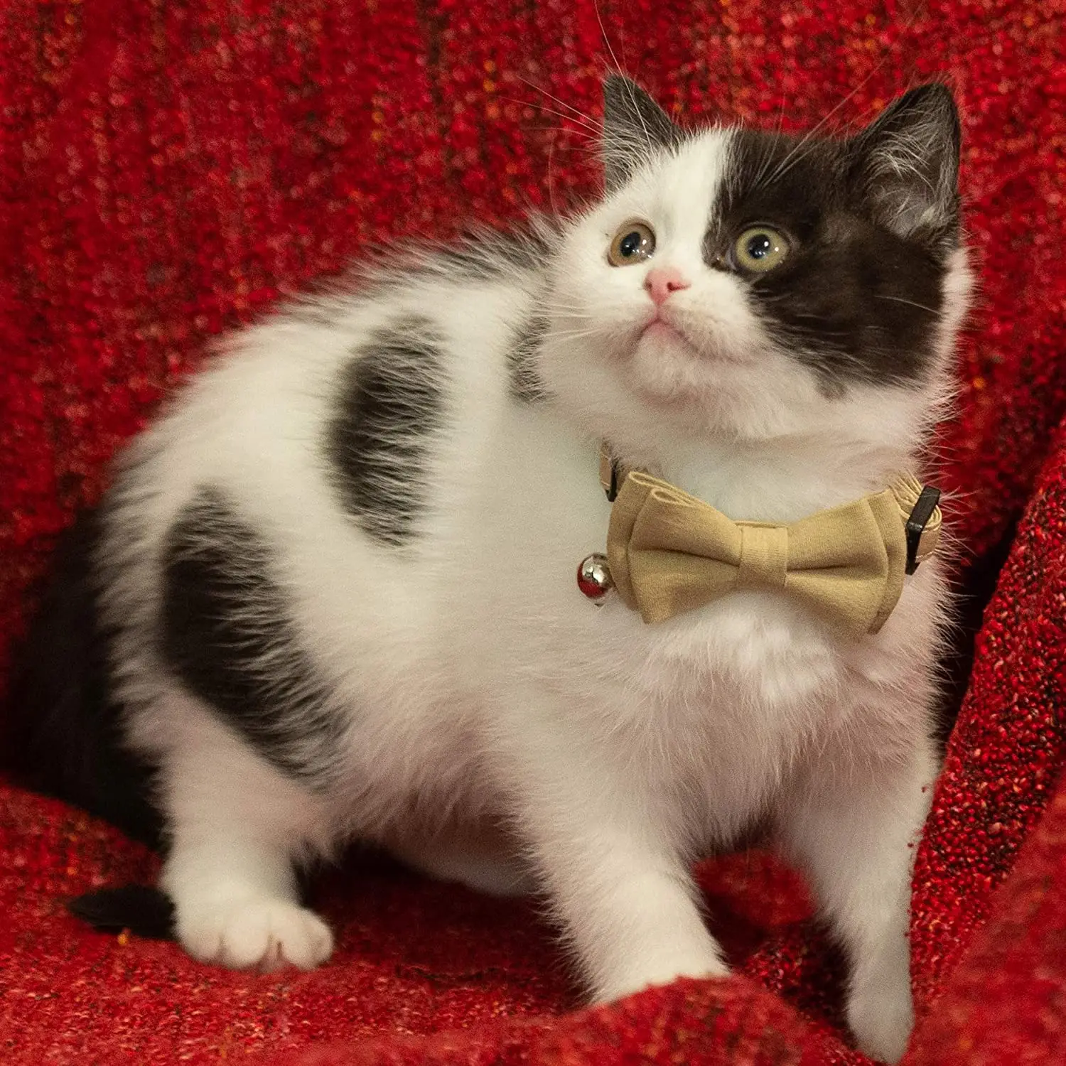 Cats Collar Breakaway with Bell Bowtie Basic Solid Color Cat Collars with Quick Release Buckle Simple and Classic Pattern Cats Collar Breakaway with Bell Bowtie Basic Solid Color Cat Collars with Quick Release Buckle Simple and Classic Pattern