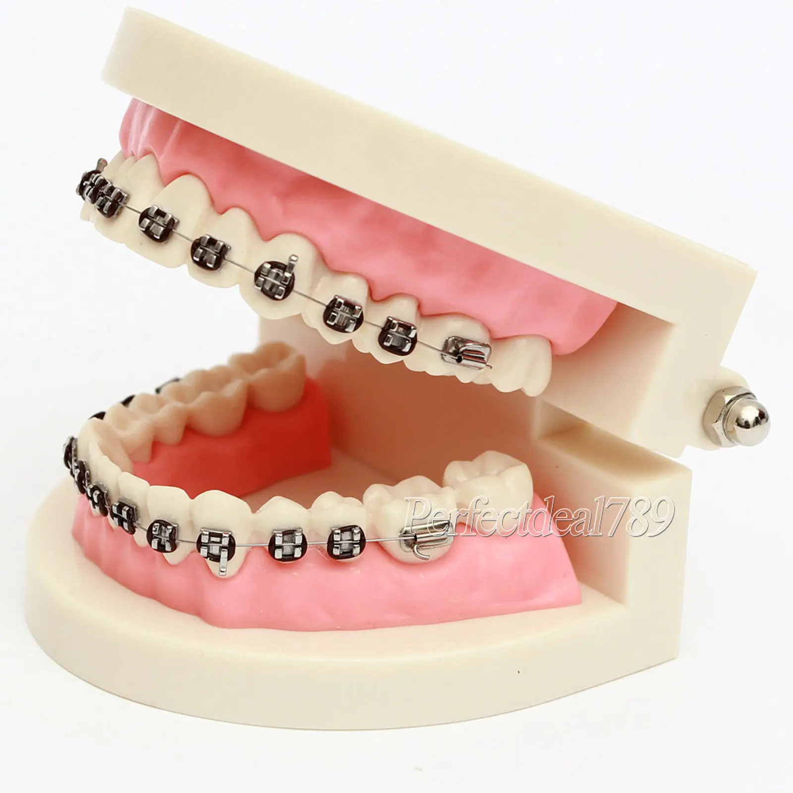Стоматологическая обучающая стандартная демонстрационная модель типодонт зубов с кронштейном 1 шт