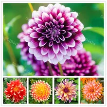 Редкий Dahlia бонсай, сладкий картофель Dahlia цветочное растение, красивые Многолетние цветы Dahlia pinnata flores для домашнего сада 100 план