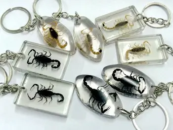 

10 pcs New Mixed Style Color Keychain Real Scorpion Vogue Specimen