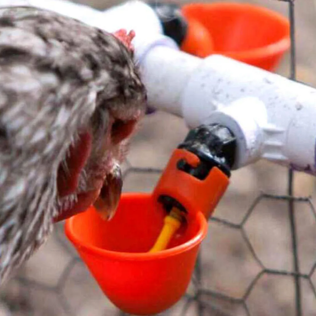 Best Price Feed Automatic Bird Coop Poultry Chicken Drinker Water Drinking Cups 10Pcs For Chicken Feeder Fowl Cook Bowl#GH