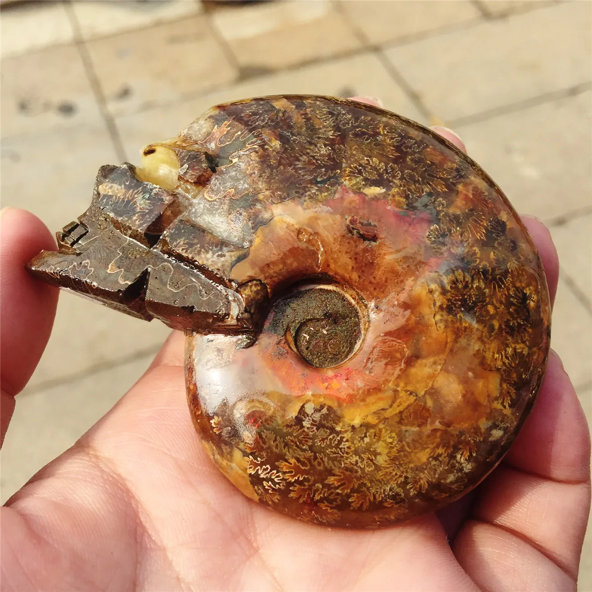 Настоящий аммонит fossil резной череп Хрустальный резной череп Улитка shell fossil Рождественский подарок ручной работы
