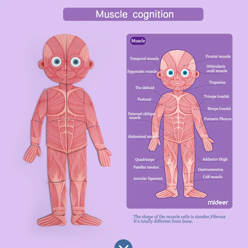 MiDeer детские игрушки-головоломки магнитное тело 6Y+ мышечная костная структура познавательная подвесная доска образование творческие игрушки для детей