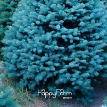 Новинка! 100 шт./лот домашнее садовое растение небесно-Голубая ель Picea Pungens Glauca дерево растения семена многолетний бонсай,#6XRJAR