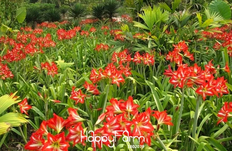 Большая распродажа! Amaryllis карликовые деревья, вселенцев Гиппеаструм лепестки Amaryllis-100 шт./пакет,# JNLMEI