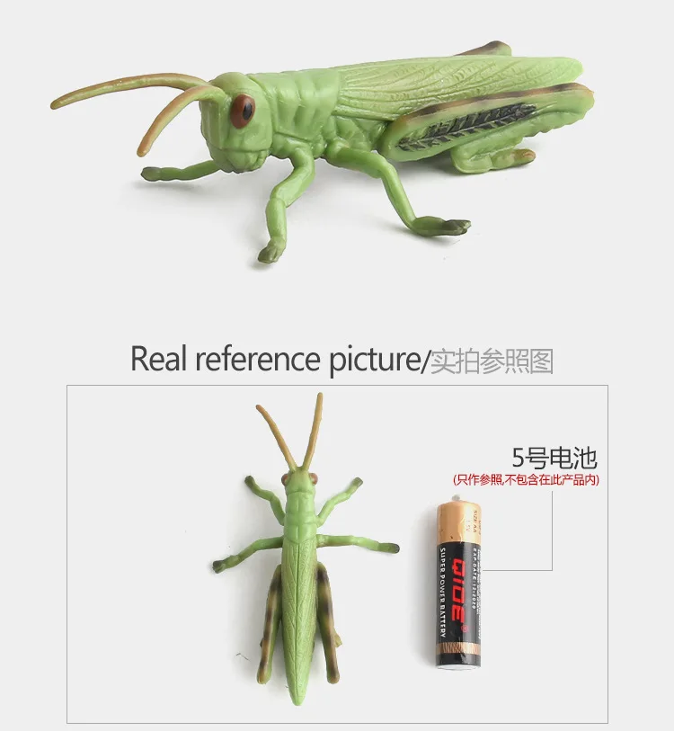 

Hot Selling Model Insect Animal Ornaments Grasshopper PVC Plastic Science And Cognitive Animal Model Gift Toy