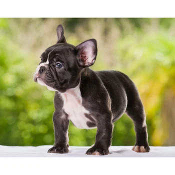 

5d diy Diamond Painting French bulldog Diamond Embroidery cute pets dog full square round Rhinestones kit Pictures mosaic FG1941