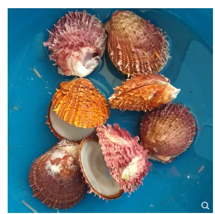 Натуральные раковины, козы, ромашки, моллюски для аквариума, декоративные раковины, бусины для украшения дома