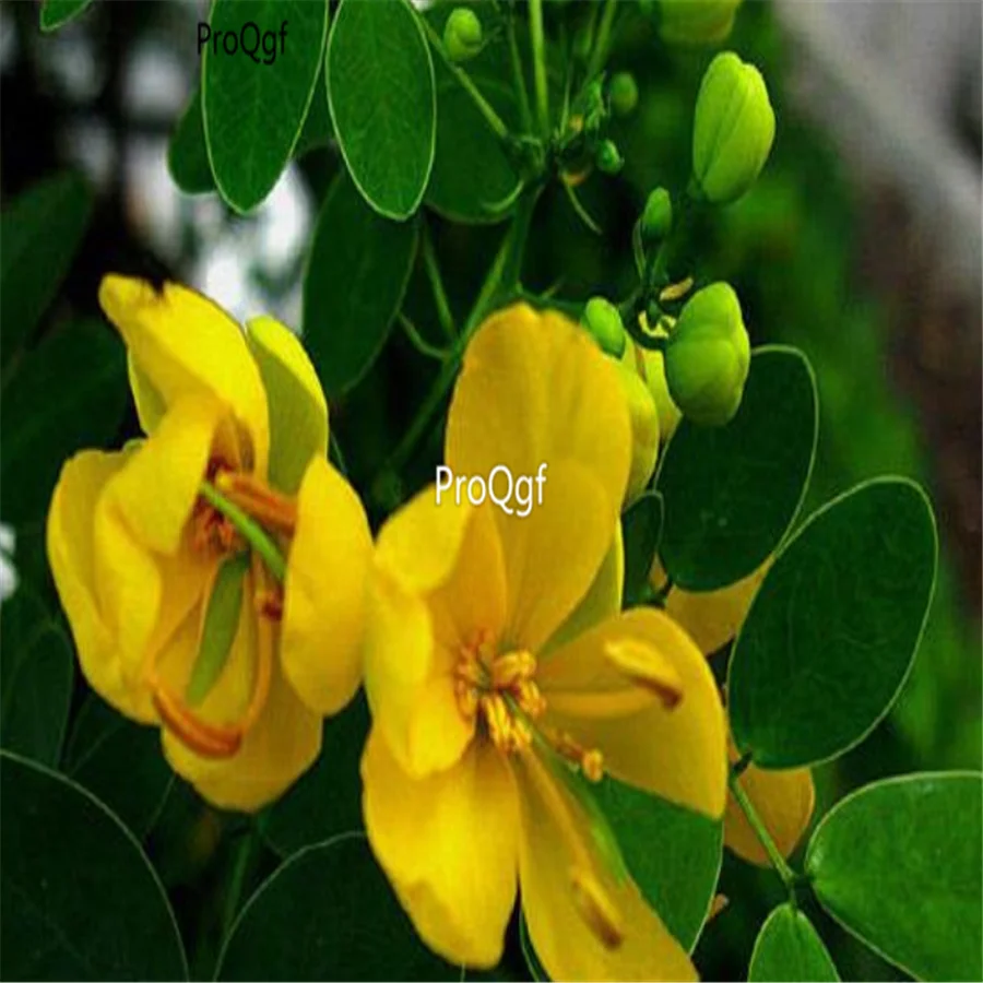 Ngryise 5000 шт набор Sophora xanthantha