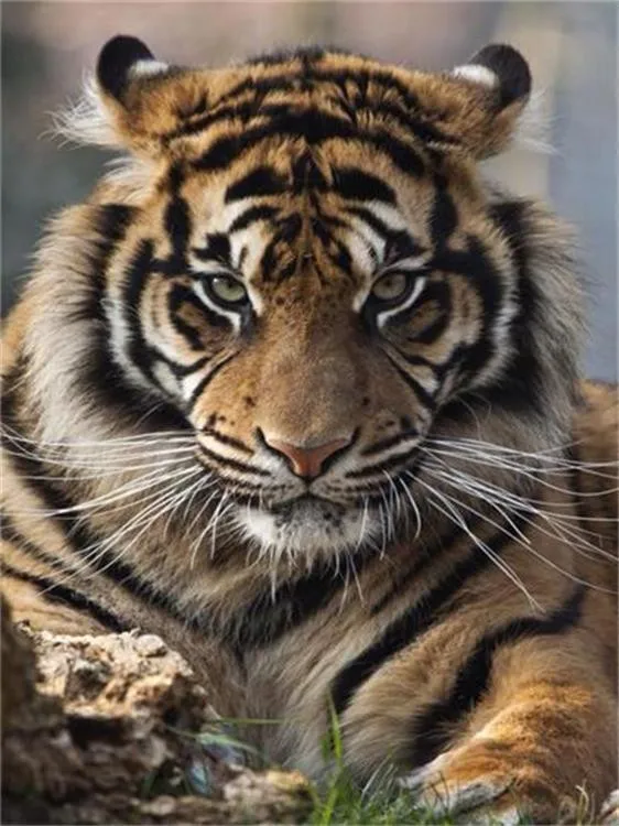 

Diamond Painting 5D Full Square/Round Drill White Tiger Daimond Rhinestone Embroidery Painting Cross Stitch Mosaic Picture