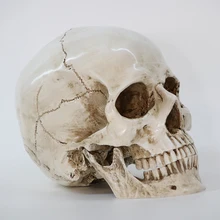 Реплика на голову человека из смолы, медицинская модель, высокое качество, декоративное ремесло, череп в натуральную величину, 1:1, Хэллоуин, украшение для дома