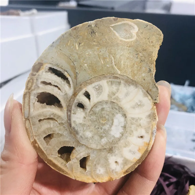Природный Аммонит довольно NAUTILUS Мадагаскар ископаемого с лечебным действием
