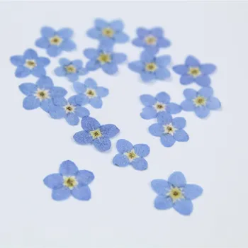 

Forget-me-not Dried Flowers Embossed Diy Epoxy Phone Shell Bookmark Photo Frame Table Lamp Nail Art Handmade Materials