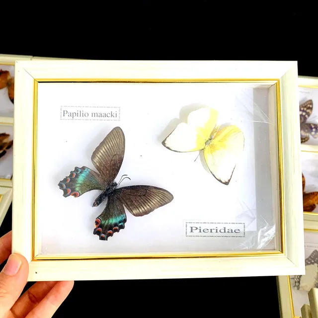 Echte Schmetterling Probe Insekten glas Abdeckung Dekoration Geburtstags  geschenk Kristall kugel unsterbliche Blume Handwerk Wohnkultur - AliExpress
