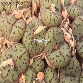

Ngryise 100pcs a set Conophytum obcordellum germanum